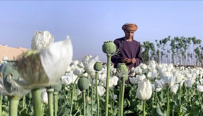  Taliban marixuana yetişdirilməsini qadağan etdi