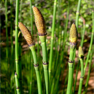  QATIRQUYRUĞU  (Equisetum) faydaları haqda bilirdinizmi?