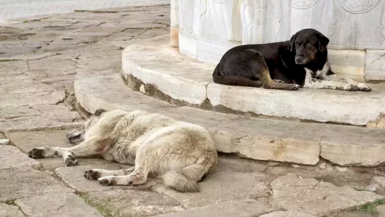  Küçə itlərinə dair qanunu eşidəndə dəli oldu! – “Nəcisini belə sizə…”